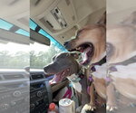 Small American Pit Bull Terrier Mix