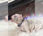 Small #2 French Bulldog