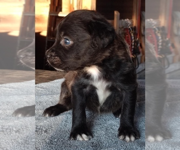 Medium Photo #3 Black Mouth Cur-Labrador Retriever Mix Puppy For Sale in DUNNELLON, FL, USA