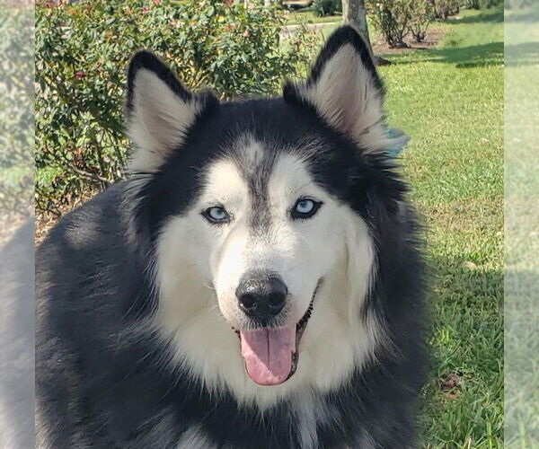 Medium Photo #6 Siberian Husky Puppy For Sale in HOUSTON, TX, USA