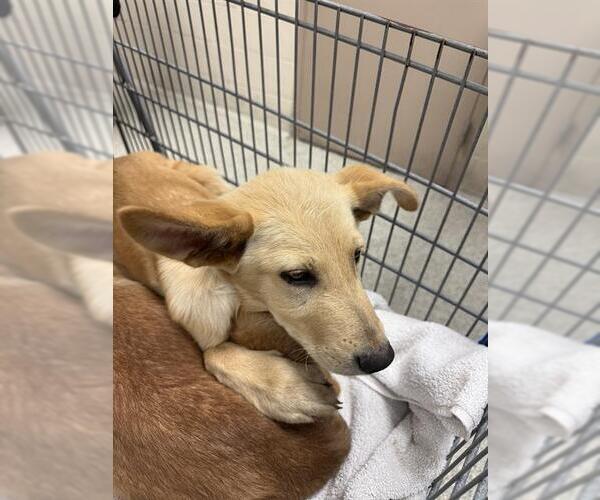 Medium Photo #1 Labrador Retriever-Unknown Mix Puppy For Sale in Conroe, TX, USA