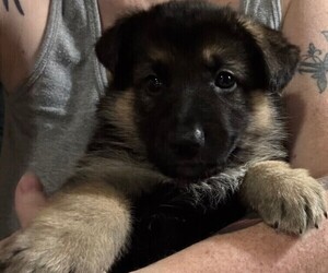 German Shepherd Dog Puppy for sale in SACRAMENTO, CA, USA