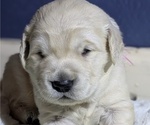 Small Photo #5 Golden Retriever Puppy For Sale in MODESTO, CA, USA