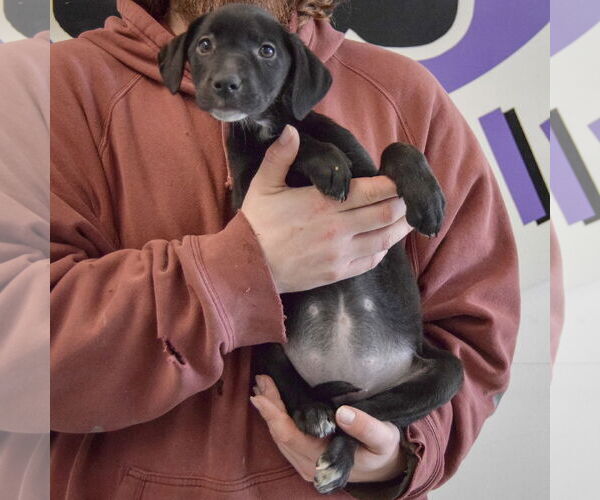 Medium Photo #3 Border Collie-Unknown Mix Puppy For Sale in Huntley, IL, USA