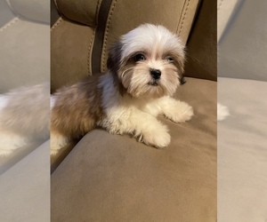 Shih Tzu Puppy for sale in LITHONIA, GA, USA