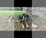 Small #2 Mutt