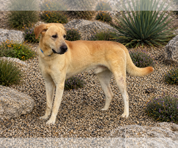 Medium Photo #3 Labrador Retriever-Unknown Mix Puppy For Sale in PIPE CREEK, TX, USA