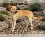 Small #2 Labrador Retriever Mix