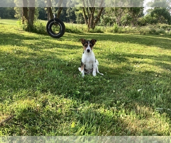 Medium Photo #1 Australian Cattle Dog-Jack Russell Terrier Mix Puppy For Sale in HILLSBORO, WI, USA