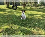 Small Photo #1 Australian Cattle Dog-Jack Russell Terrier Mix Puppy For Sale in HILLSBORO, WI, USA