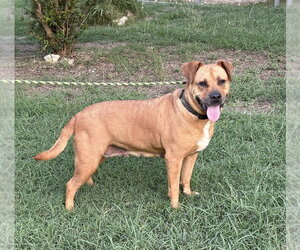Gracie (TX) - Female Boxador Dog for Adoption - Photo #4