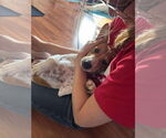 Small #5 Basenji Mix