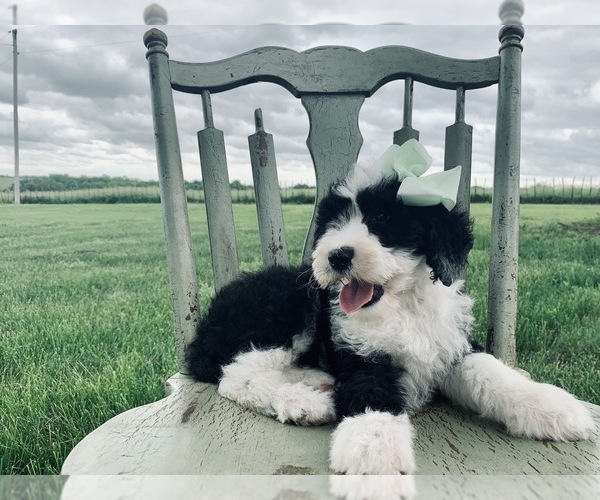 Medium Photo #10 Sheepadoodle Puppy For Sale in DADEVILLE, MO, USA