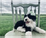 Small Photo #10 Sheepadoodle Puppy For Sale in DADEVILLE, MO, USA