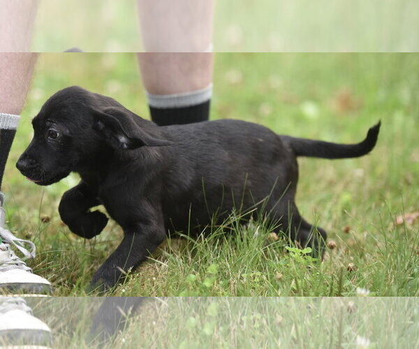 Medium Photo #5 Retriever -Unknown Mix Puppy For Sale in Mechanicsburg, PA, USA