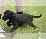 Small #4 Retriever  Mix