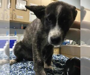 Siberian Husky Dogs for adoption in Riverside, CA, USA