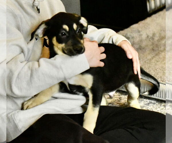 Medium Photo #3 Labrador Retriever-Unknown Mix Puppy For Sale in Mechanicsburg, PA, USA