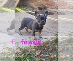 Small #2 French Bulldog