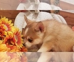 Small Photo #9 Pomsky Puppy For Sale in CENTRALIA, MO, USA