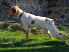 Small Photo #1 Brittany Puppy For Sale in STERLING, CO, USA