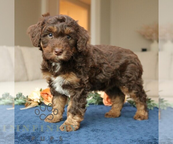 Medium Photo #1 Bernedoodle (Miniature) Puppy For Sale in LANCASTER, PA, USA