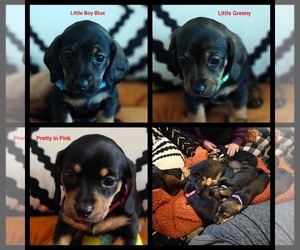 Dachshund Litter for sale in TOOELE, UT, USA
