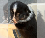 Puppy Little man Miniature Australian Shepherd