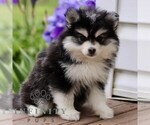 Small #2 Pomsky
