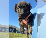 Small #1 Australian Shepherd Mix