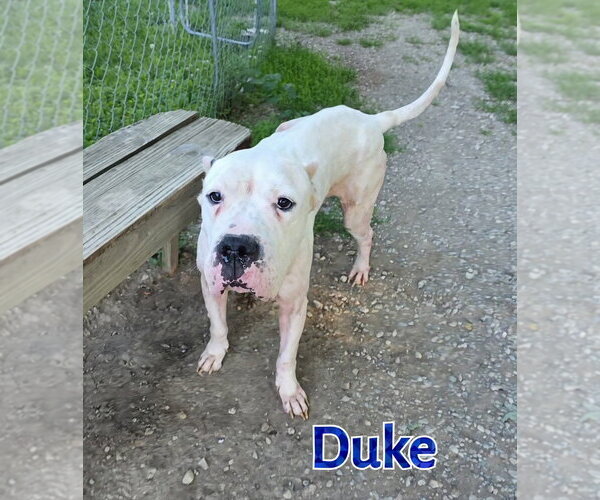 Medium Photo #3 Argentinian Mastiff Puppy For Sale in Port Clinton, OH, USA