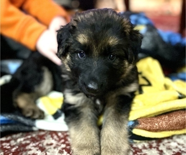 Medium Photo #4 German Shepherd Dog Puppy For Sale in KINGSPORT, TN, USA