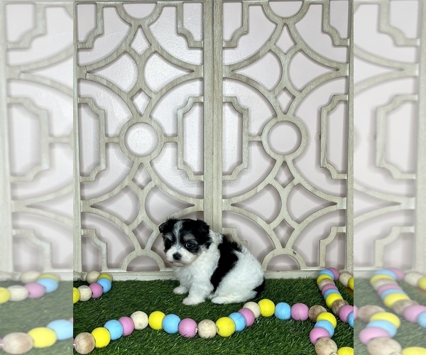 Medium Photo #8 Morkie Puppy For Sale in MORRIS CHAPEL, TN, USA