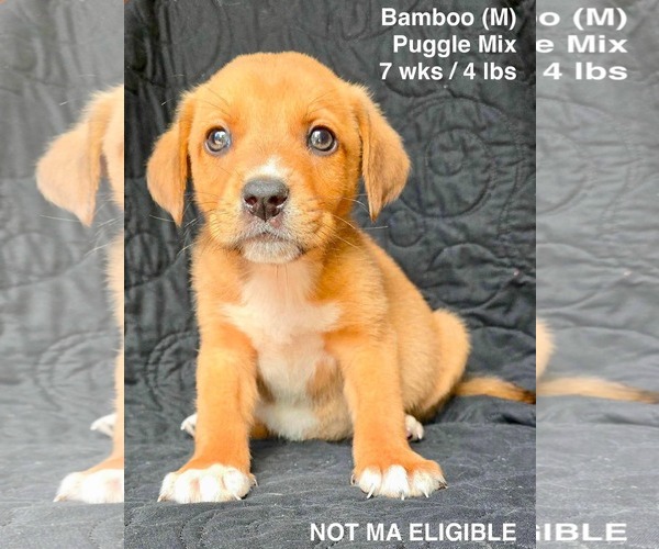 Medium Photo #6 Puggle Puppy For Sale in pomfret, CT, USA