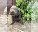 Small #5 Labrador Retriever