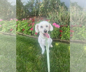 Poodle (Miniature)-Unknown Mix Dogs for adoption in Grafton, WI, USA