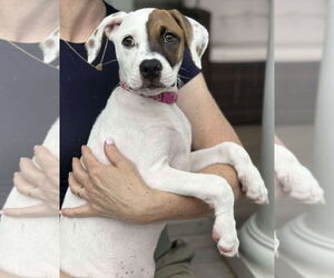 American Pit Bull Terrier-Unknown Mix Dogs for adoption in pomfret, CT, USA