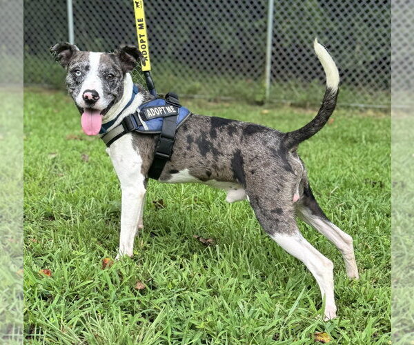 Medium Photo #2 Catahoula Leopard Dog Puppy For Sale in Rockaway, NJ, USA