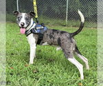 Small #1 Catahoula Leopard Dog
