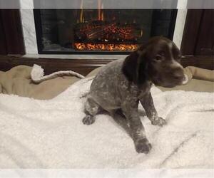 German Shorthaired Pointer Puppy for sale in HOME, PA, USA