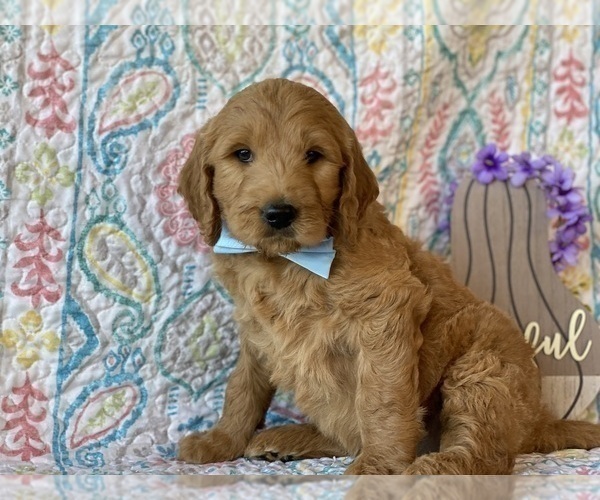 Medium Photo #4 Goldendoodle Puppy For Sale in LANCASTER, PA, USA