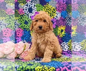 Goldendoodle-Poodle (Miniature) Mix Puppy for sale in COCHRANVILLE, PA, USA