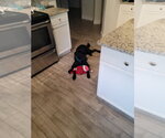 Small #3 Labrador Retriever