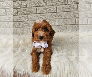 Goldendoodle (Miniature) Puppy for sale in INDIANAPOLIS, IN, USA