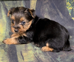 Small Photo #6 Yorkshire Terrier Puppy For Sale in AZLE, TX, USA