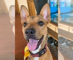 Carolina Dog-Feist Terrier Mix Dogs for adoption in Minneapolis, MN, USA