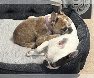 Barbie - Female French Bulldog Dog for Adoption - Photo #2