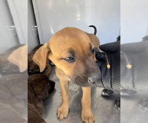 German Shepherd Dog Dogs for adoption in Stockton, CA, USA