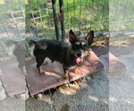 Small #1 Mutt