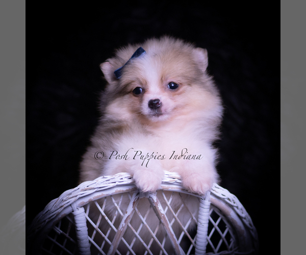 Medium Photo #34 Pomeranian Puppy For Sale in WARSAW, IN, USA